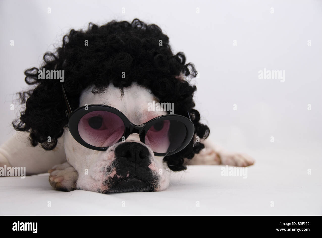 White Boxer Dog fashionista. Stock Photo