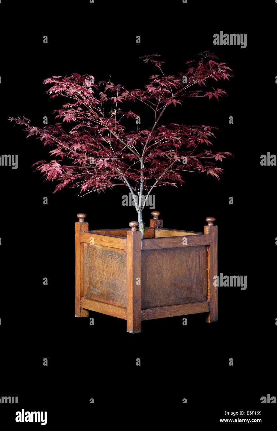 Tree in a wooden planter Stock Photo