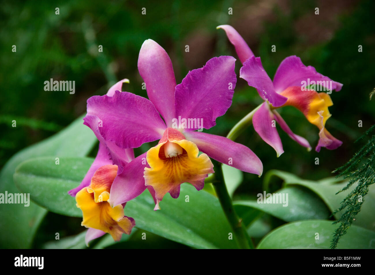 Phalaenopsis orchid flowers blooms in lush natural habitat Stock Photo