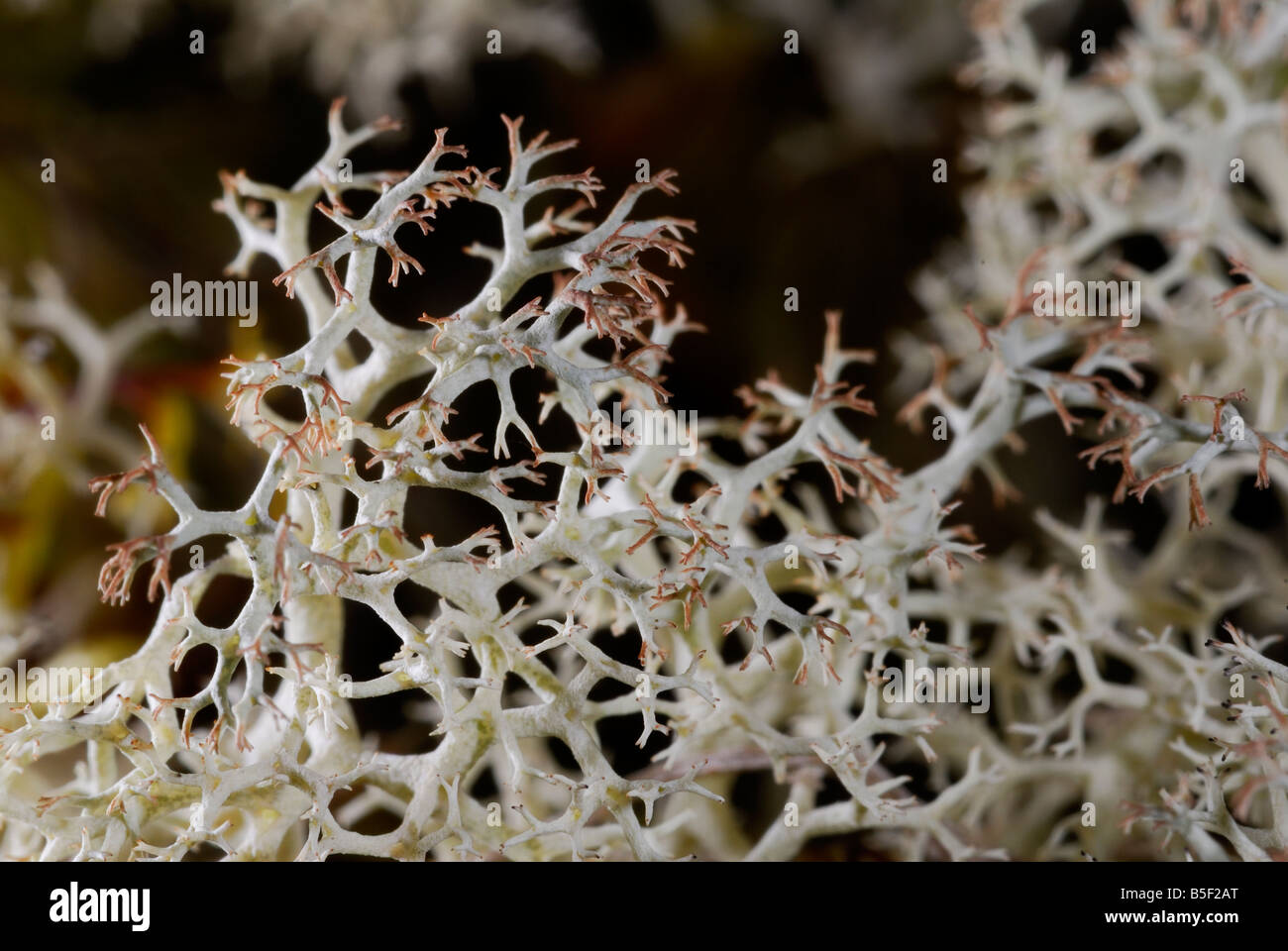 Liquens are symbiotic organisms composed of fungi and algae Stock Photo