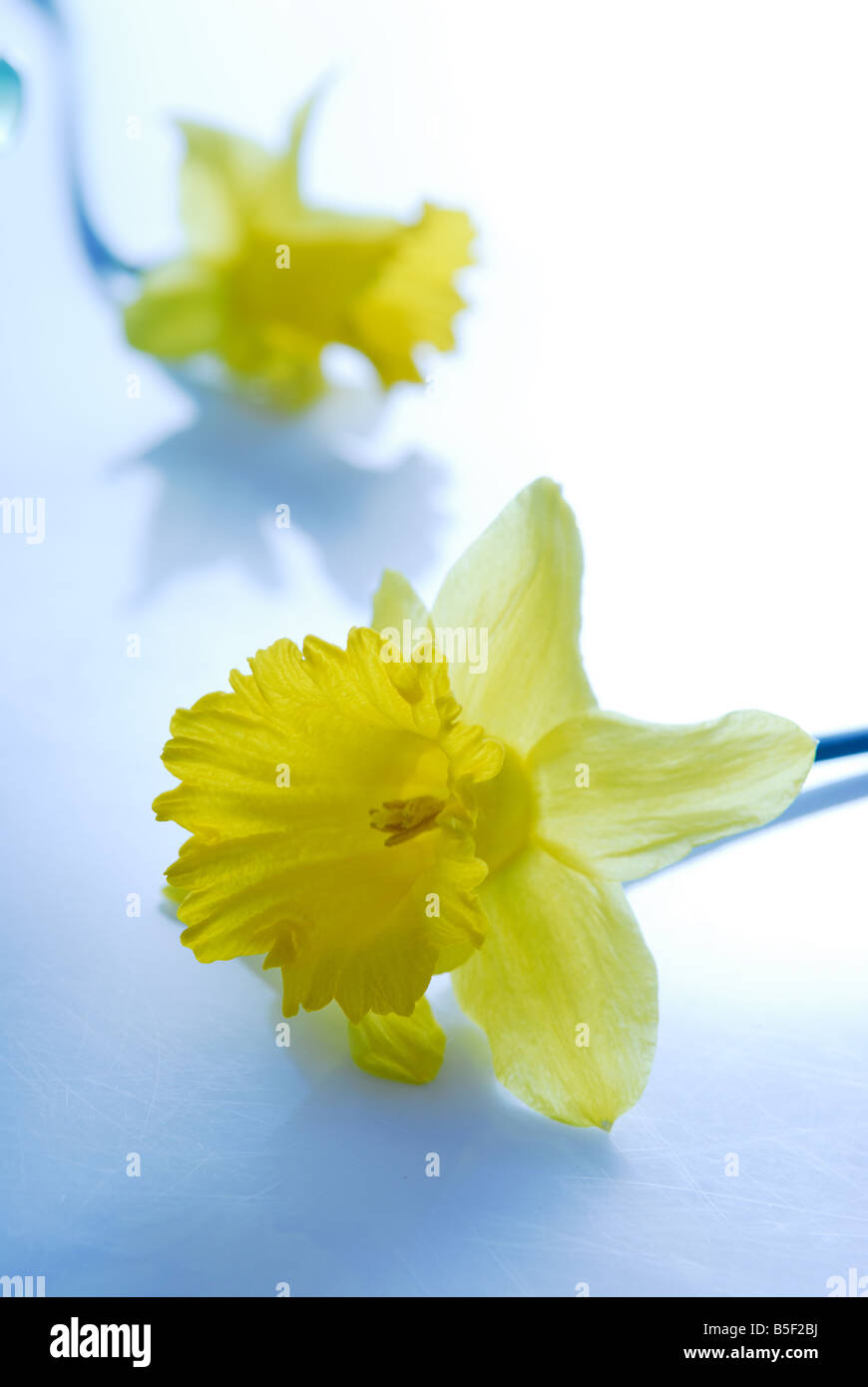 Daffodil photo art hi-res stock photography and images - Alamy