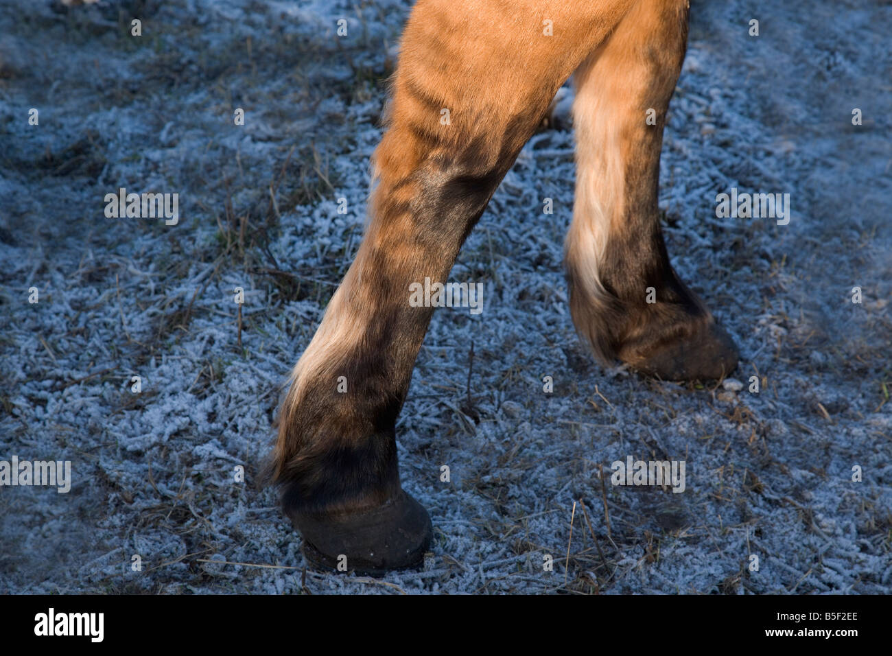 "Zebra stripes" on legs of a bay dun "Russian Bashkir "horse Stock
