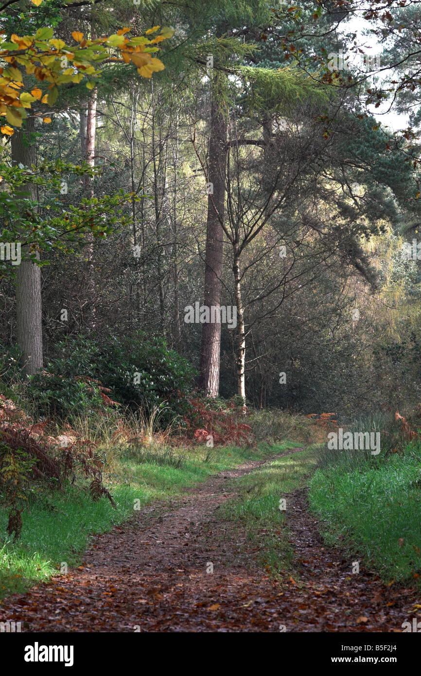 Path through forest on the Longleat Estate, Warminster, Wiltshire ...