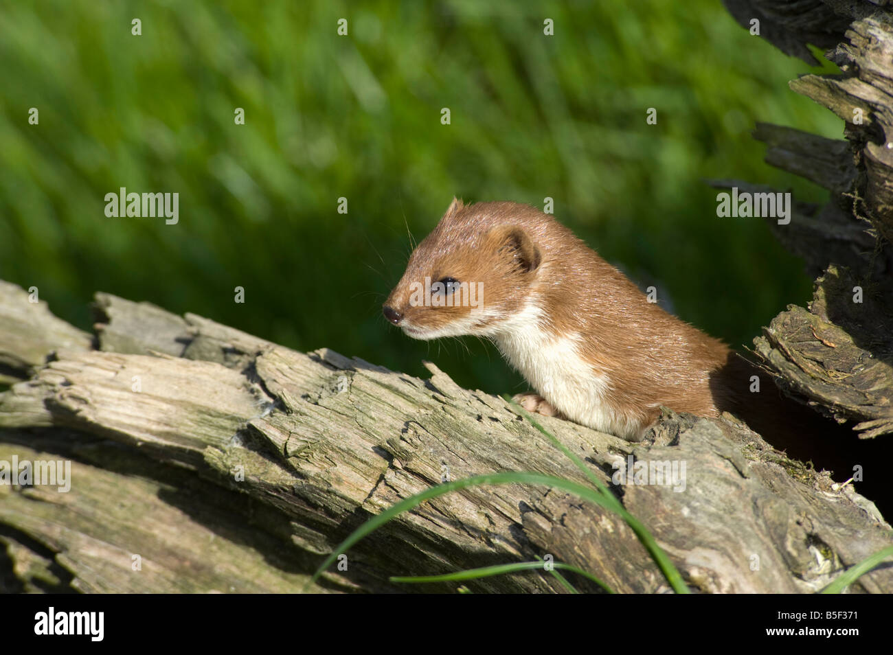 Alert weasel Mustela nivalis Stock Photo