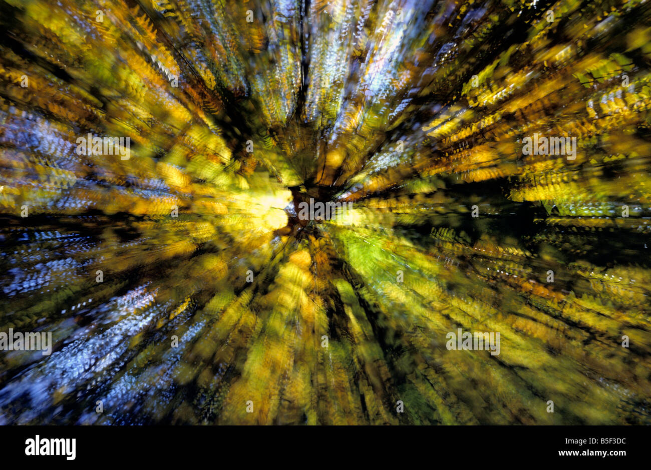 Abstract woodland camera lens zoom effect Stock Photo Alamy