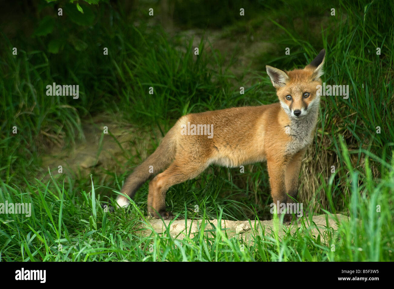 Young red fox Vulpes vulpes outside earth Stock Photo