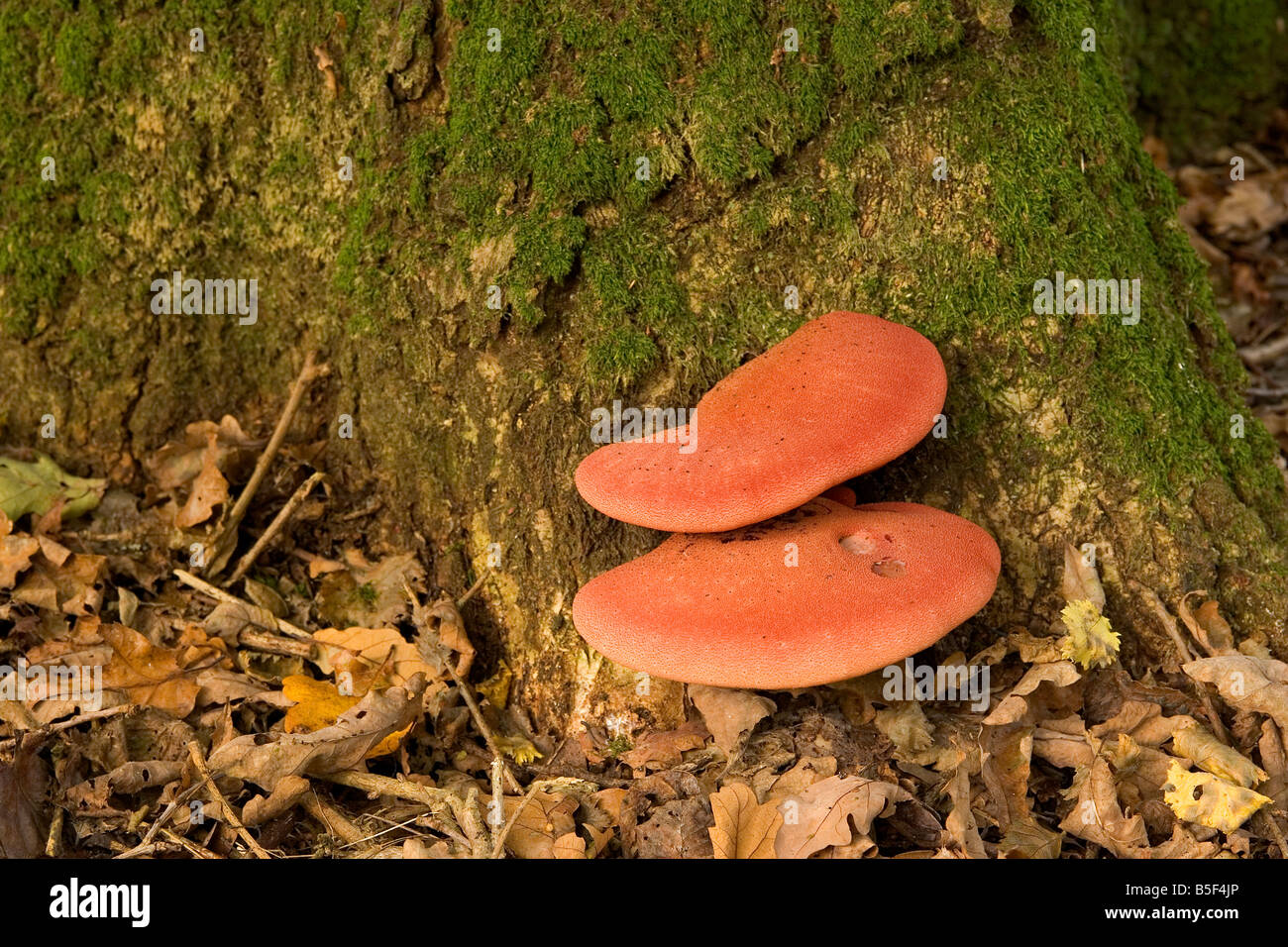 A beefsteak fungus growing at the base of an oak tree Stock Photo