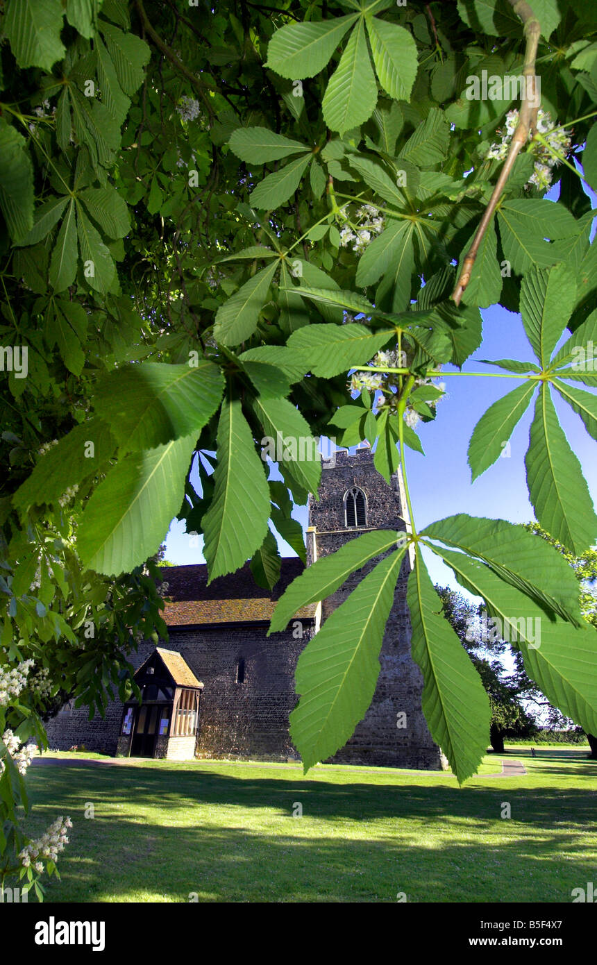 The church of Great Bentley in essex with chestnut leaves Stock Photo