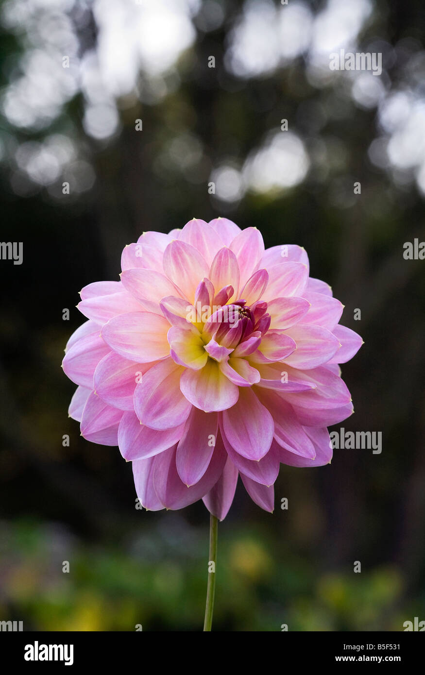 Stunning dahlias hi-res stock photography and images - Alamy