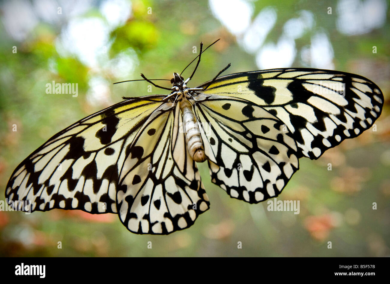 PAPER KITE Butterfly white tree nymph Idea leuconoe, paper kite, rice paper tropical, with wings spread in lush habitat Stock Photo