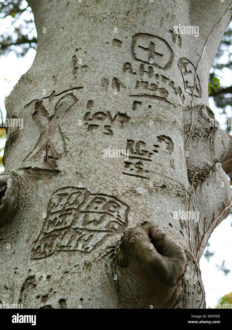 Name cut into tree hires stock photography and images Alamy