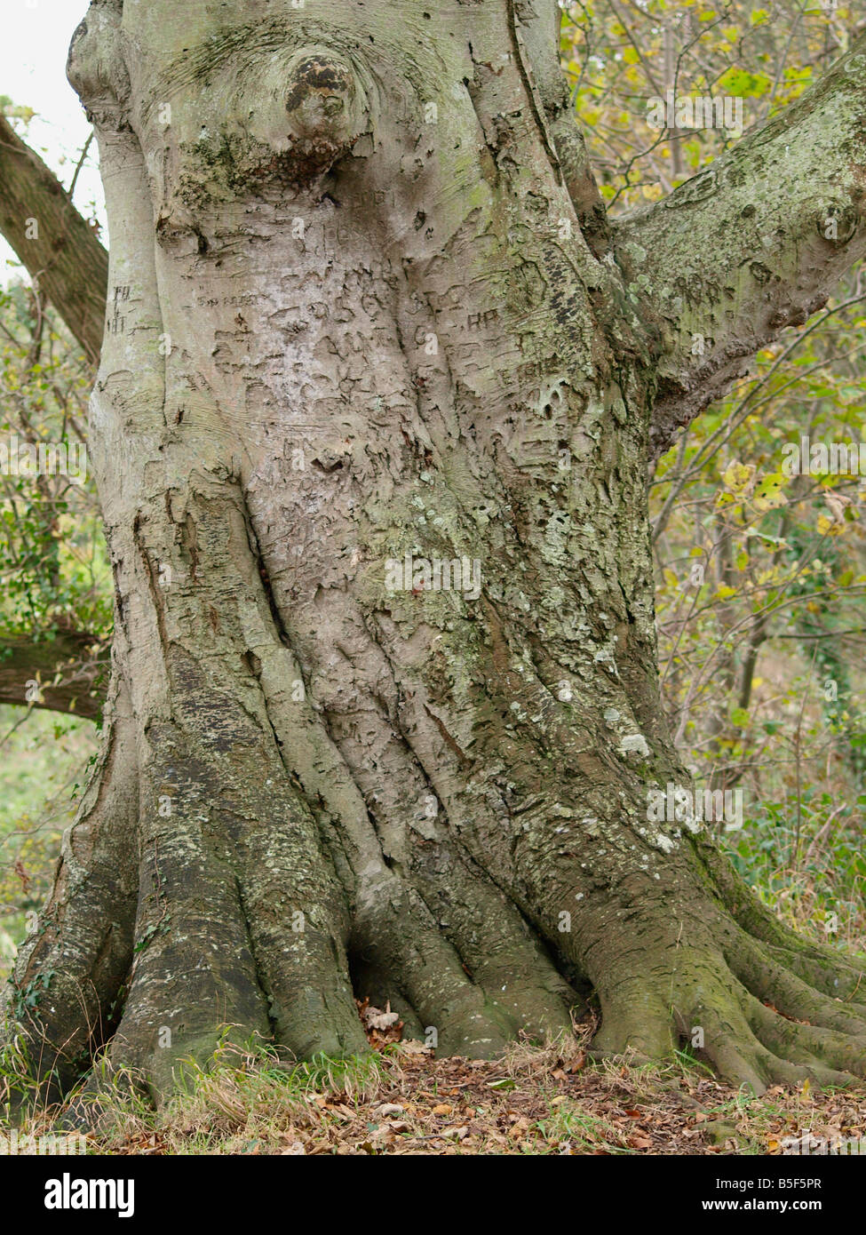 Bottom of a old twisting beech tree trunk Stock Photo