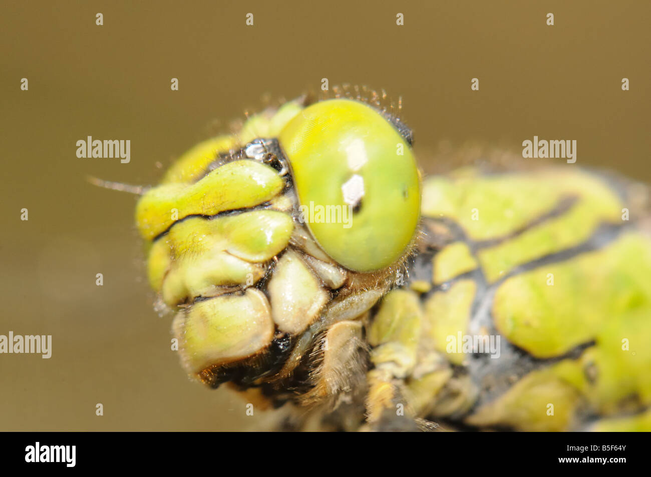 macro portrait great dragonfly Aeschna grandis Stock Photo