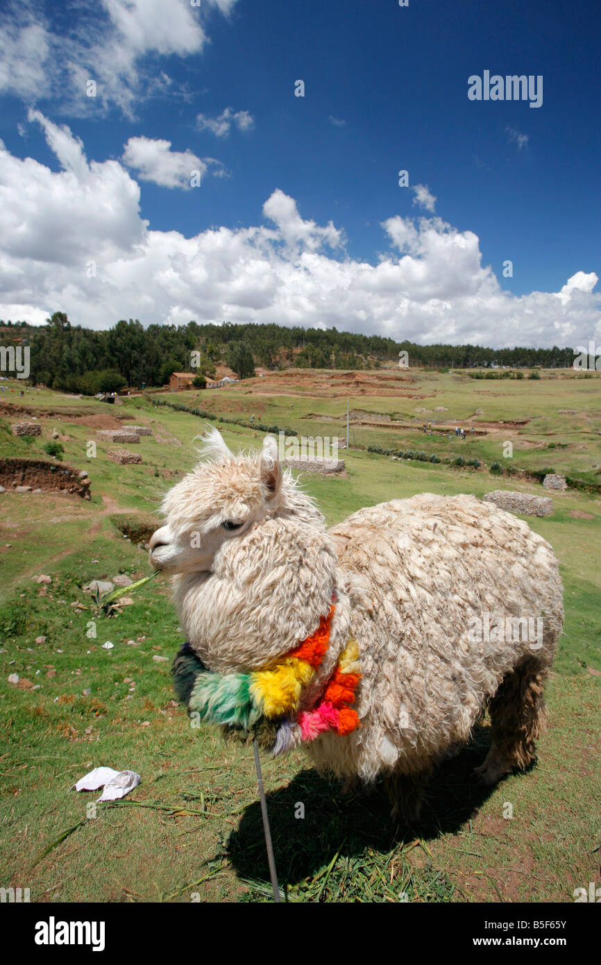 Alpaca on the altiplano in Peru Stock Photo