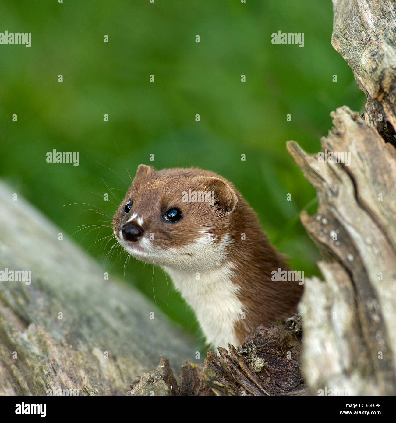 Weasel Mustela nivalis framed with dead wood Stock Photo