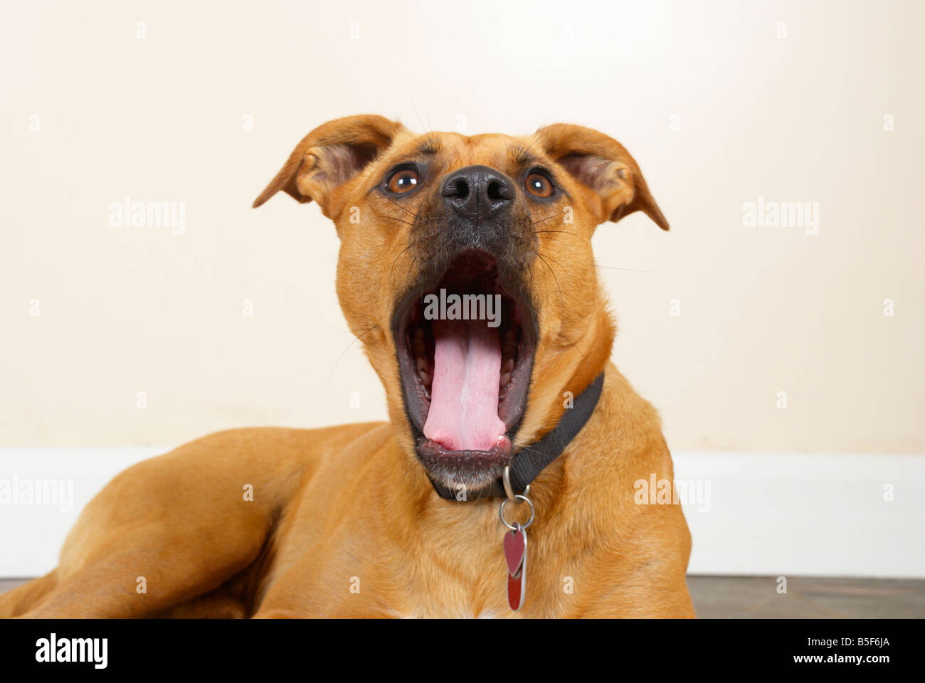 a boxer / staffy mix yawning Stock Photo Alamy