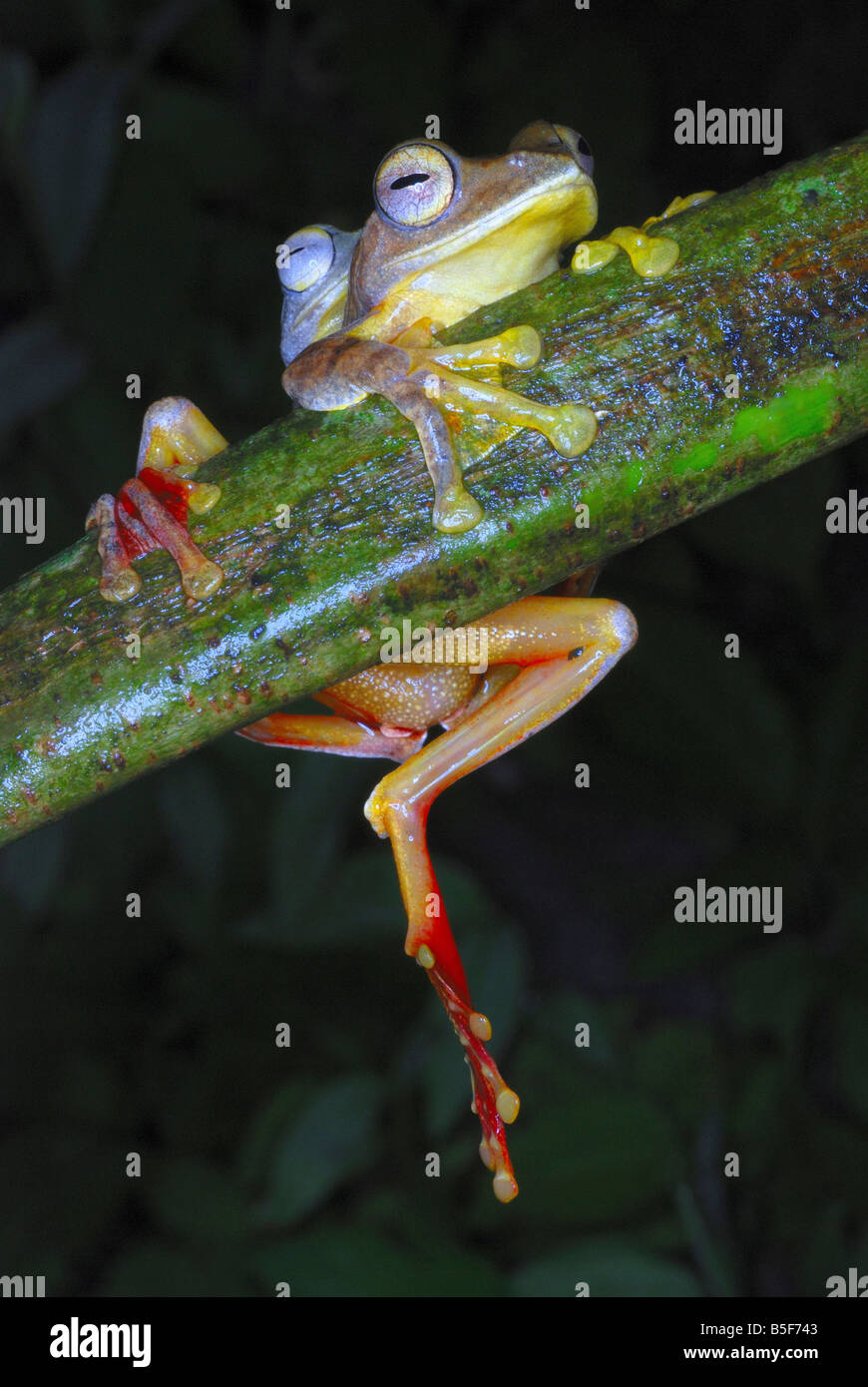 Rhacophorus cf rhodogaster - mating. A species of Gliding frog. Arunachal Pradesh. India. Stock Photo