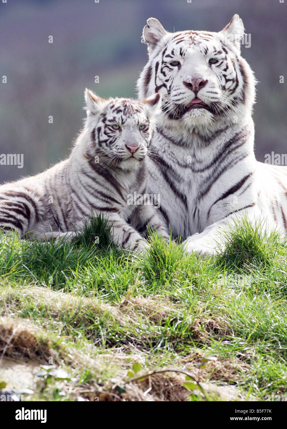 Two white Bengal tiger cubs that were born at the Park during the winter  made their first public appearance at West Midland Safari Park The two male  cubs nicknamed Mischief and Mayhem