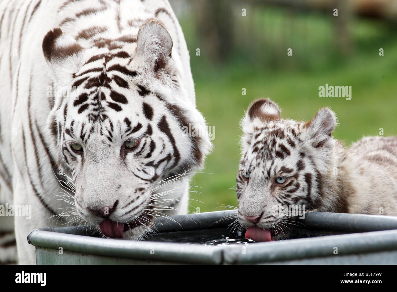 White tiger cubs hi-res stock photography and images - Alamy