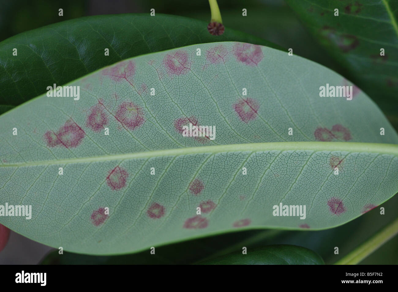 RHODODENDRON LEAF SPOT Septoria azaleae EARLY STAGE ON LEAF UNDERSURFACE Stock Photo