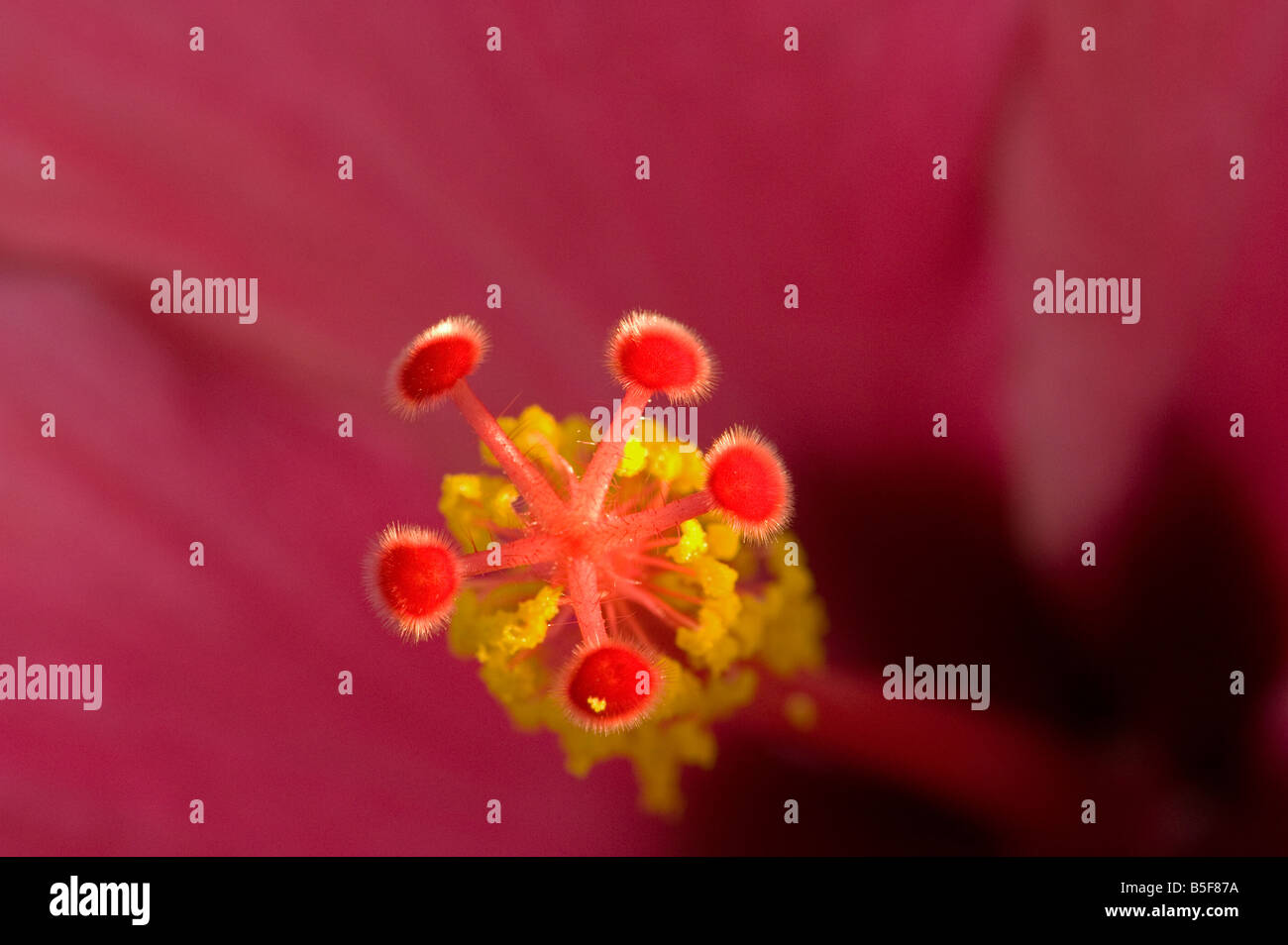 Detail of hibiscus flower showing 5 part stigma surrounded by pollen laiden stamens lit by fibre optics Stock Photo