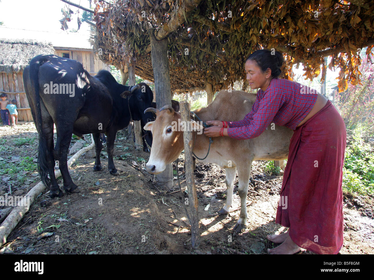 Nepal, farmer with her cows in open stable Stock Photo