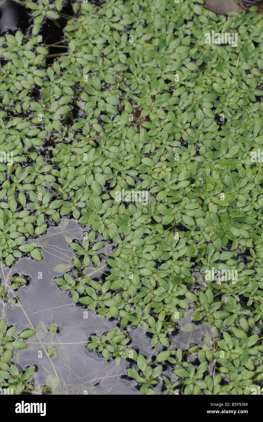 WATER STARWORT Callitriche stagnalis PLANTS COVER THE WATER SURFACE Stock Photo