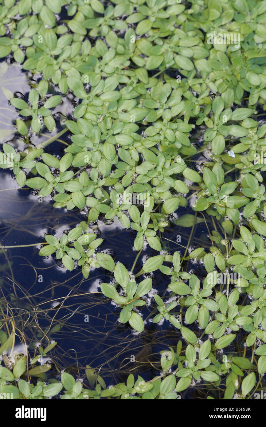 WATER STARWORT Callitriche stagnalis PLANTS COVER THE WATER SURFACE Stock Photo