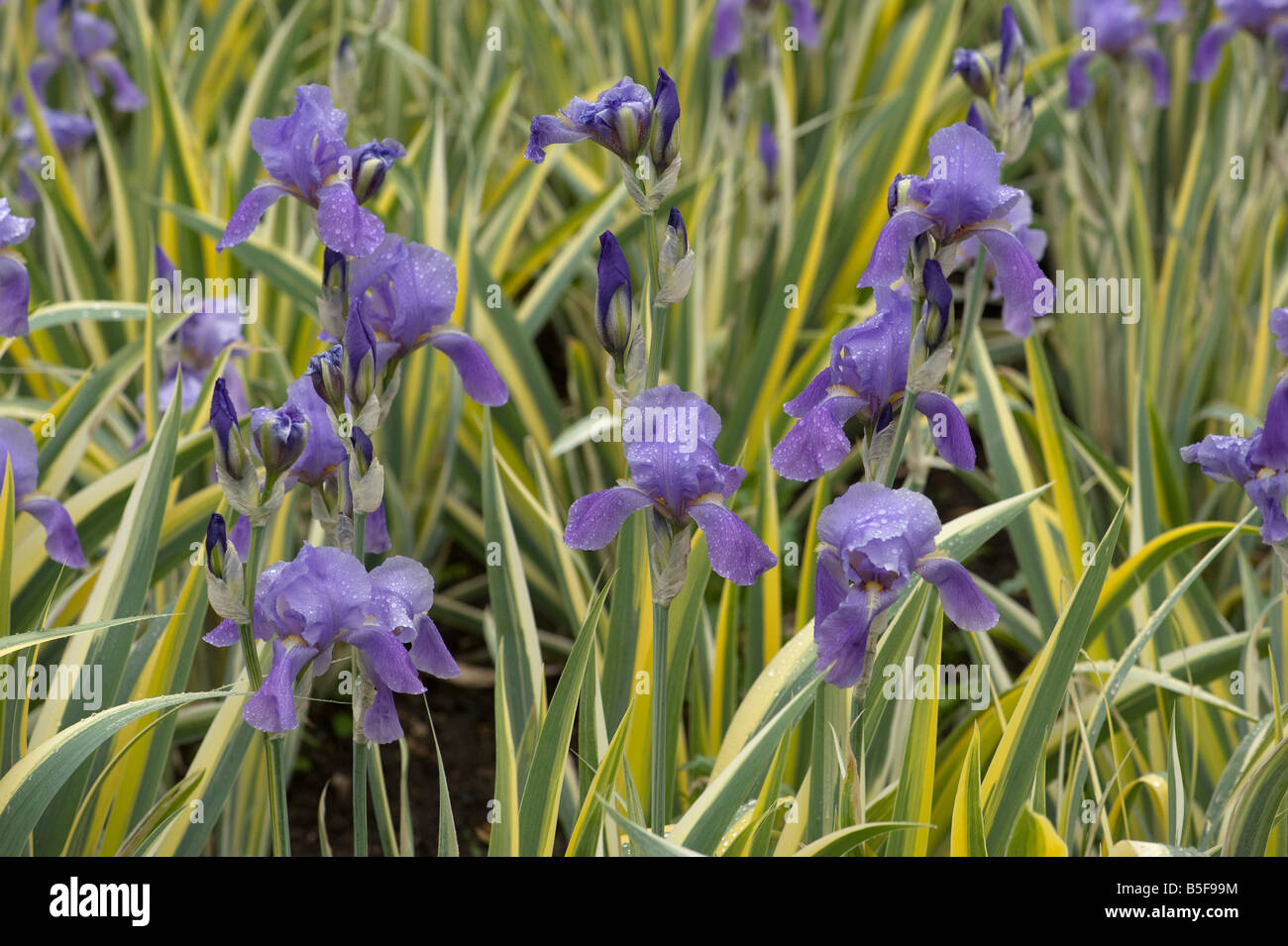 Raindrops on Iris pallida variegata Stock Photo