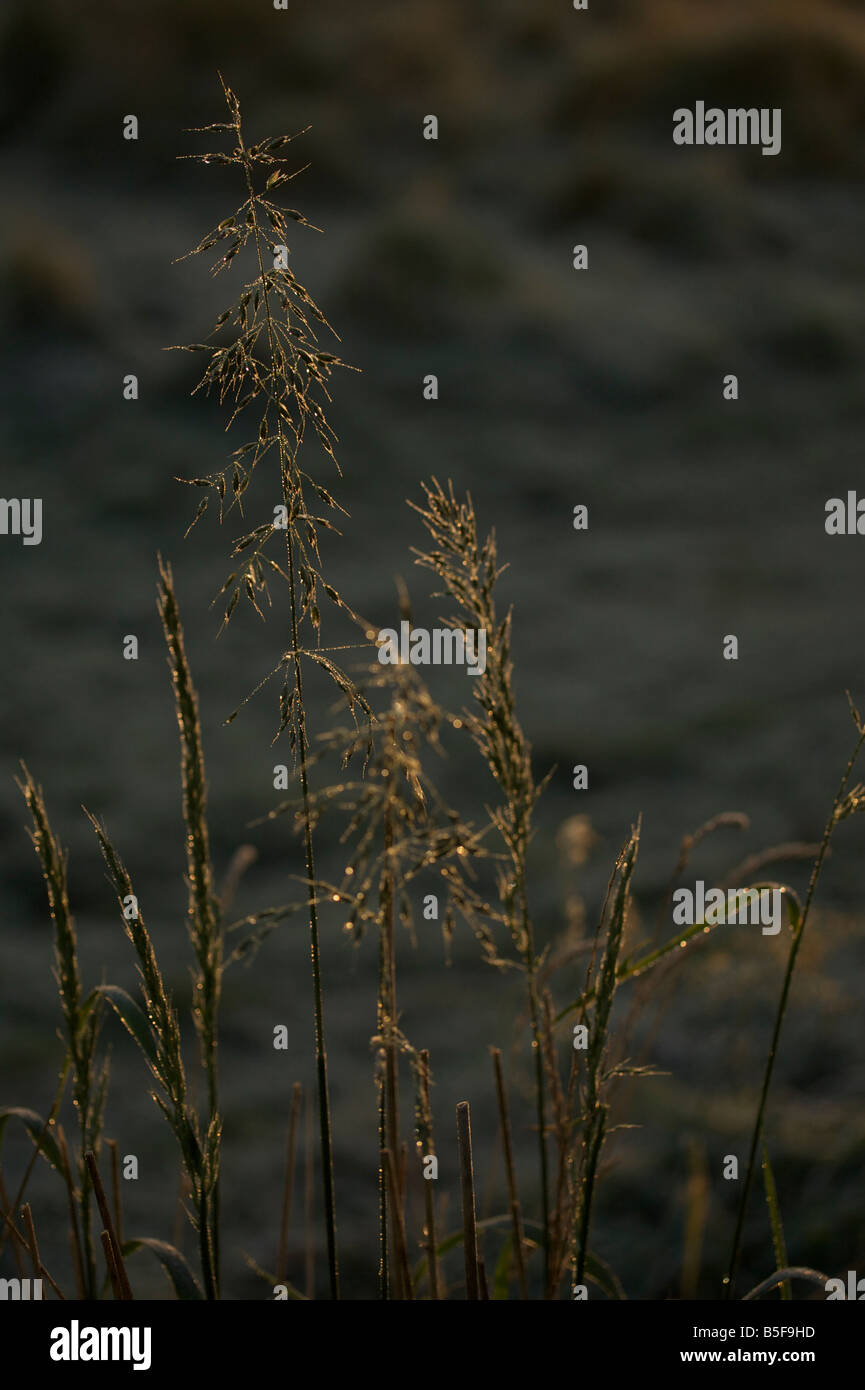Backlit dew hi-res stock photography and images - Alamy