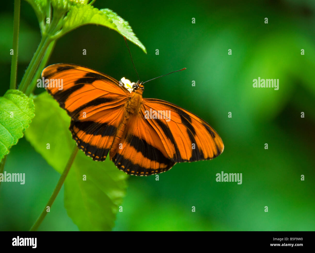Banded Orange Butterfly Dryadula phaetusa Stock Photo