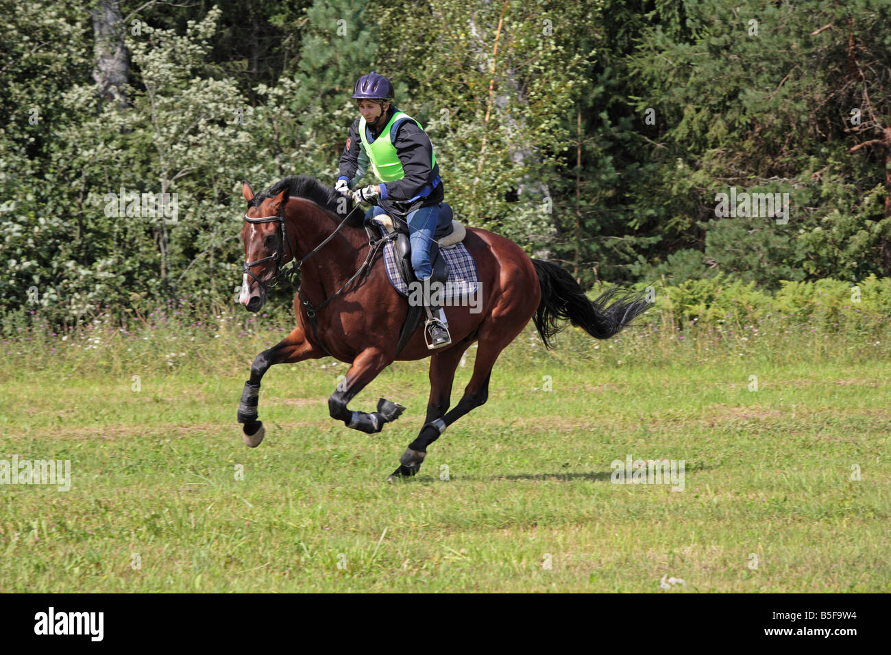 Three day event rider taking part in the cross country phase at the ...