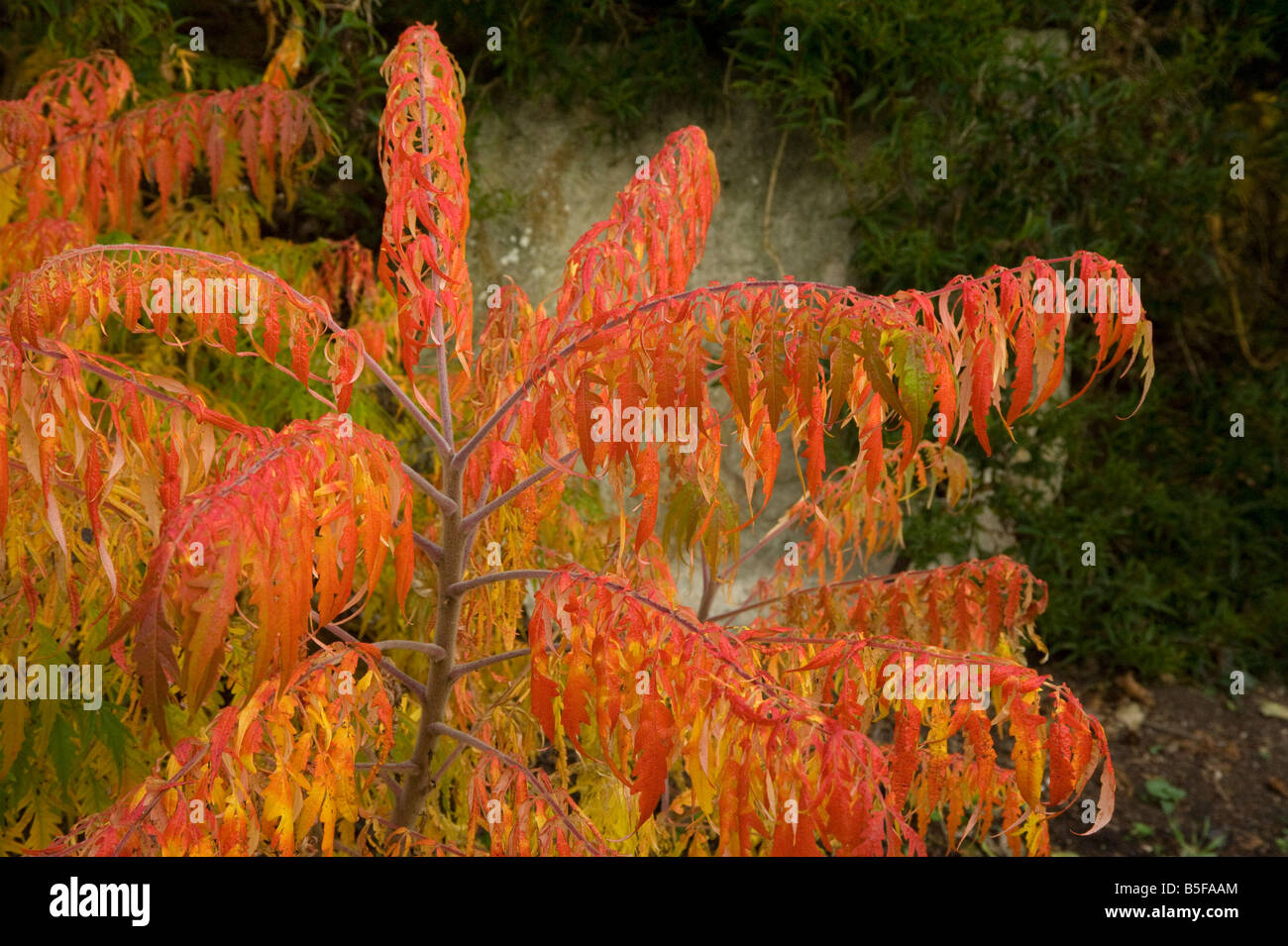Sumac Rhus typhina leaves in autumn Stock Photo
