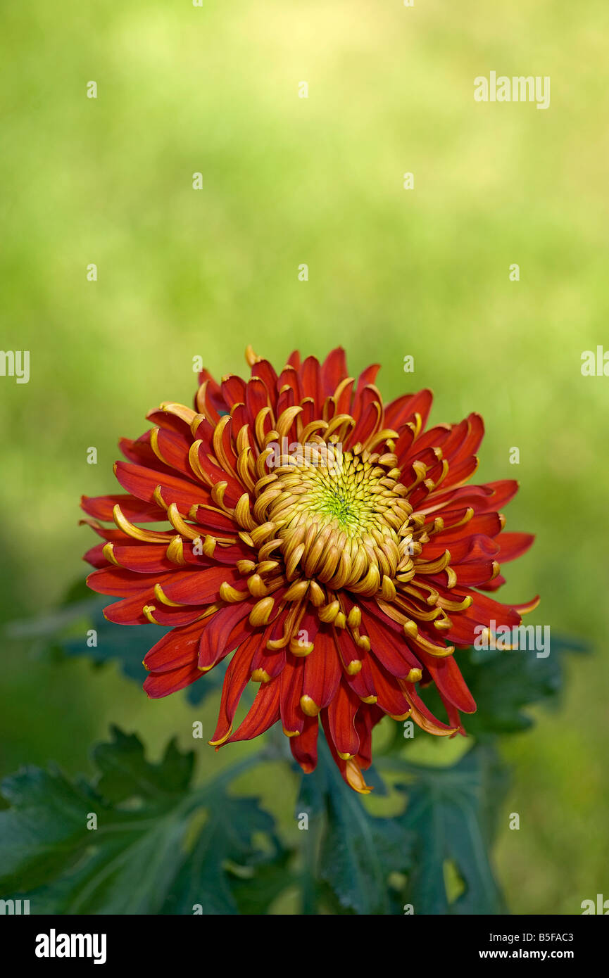Chrysanthemum hires stock photography and images Alamy
