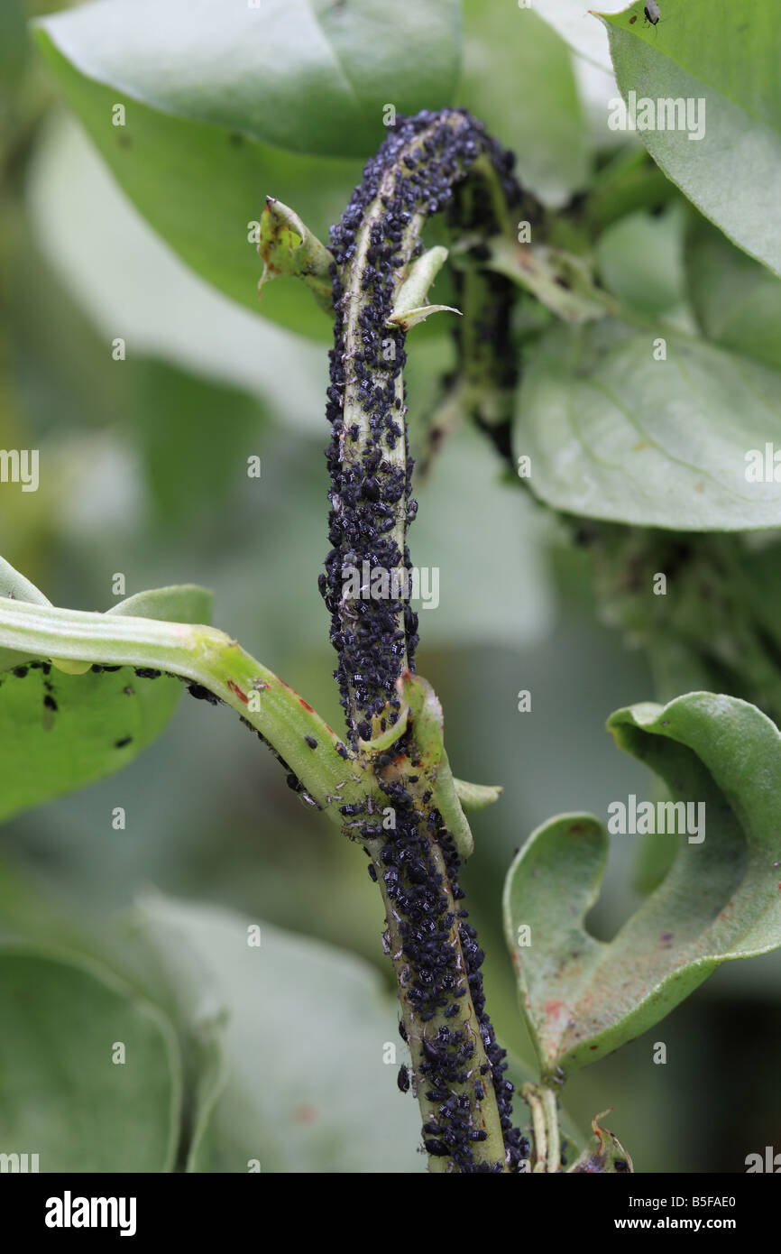 Broad bean stem hi-res stock photography and images - Alamy
