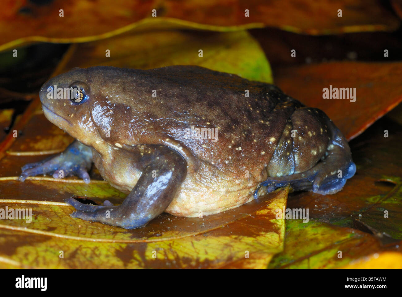 Uperodon species. Balloon Frog.Assam. India Stock Photo