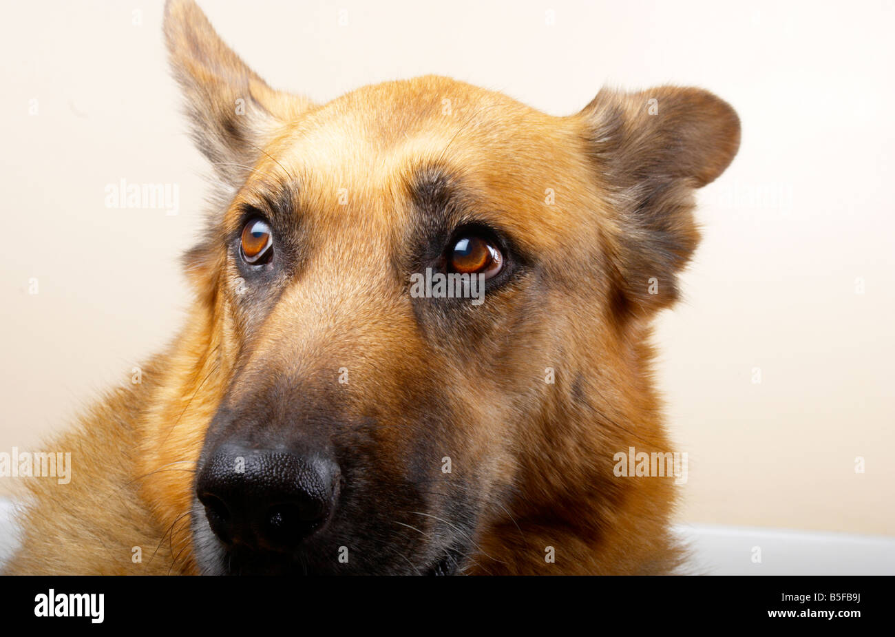 close up shot of a german shepherd dog / Alsatian Stock Photo