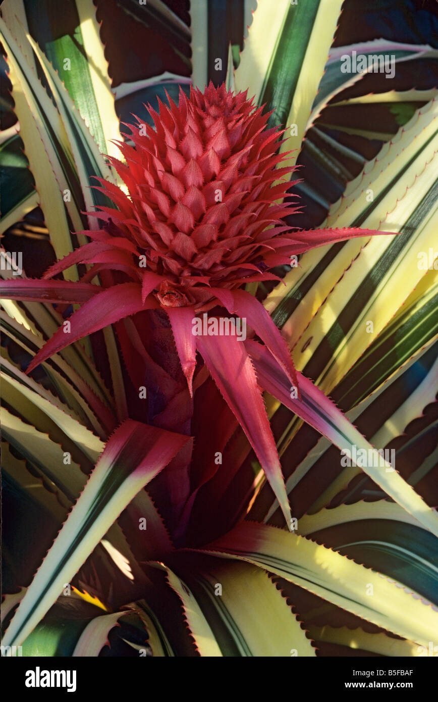Ornamental pineapple Ananas comosus variegatus Stock Photo Alamy