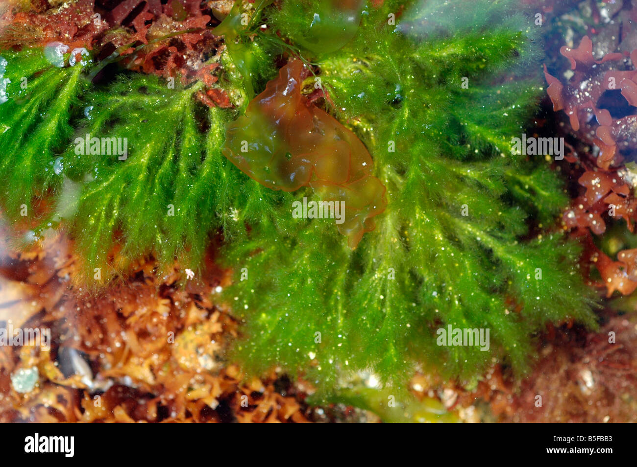 SPONGOMORPHA ARCTA a green seaweed in a rockpool UK Stock Photo