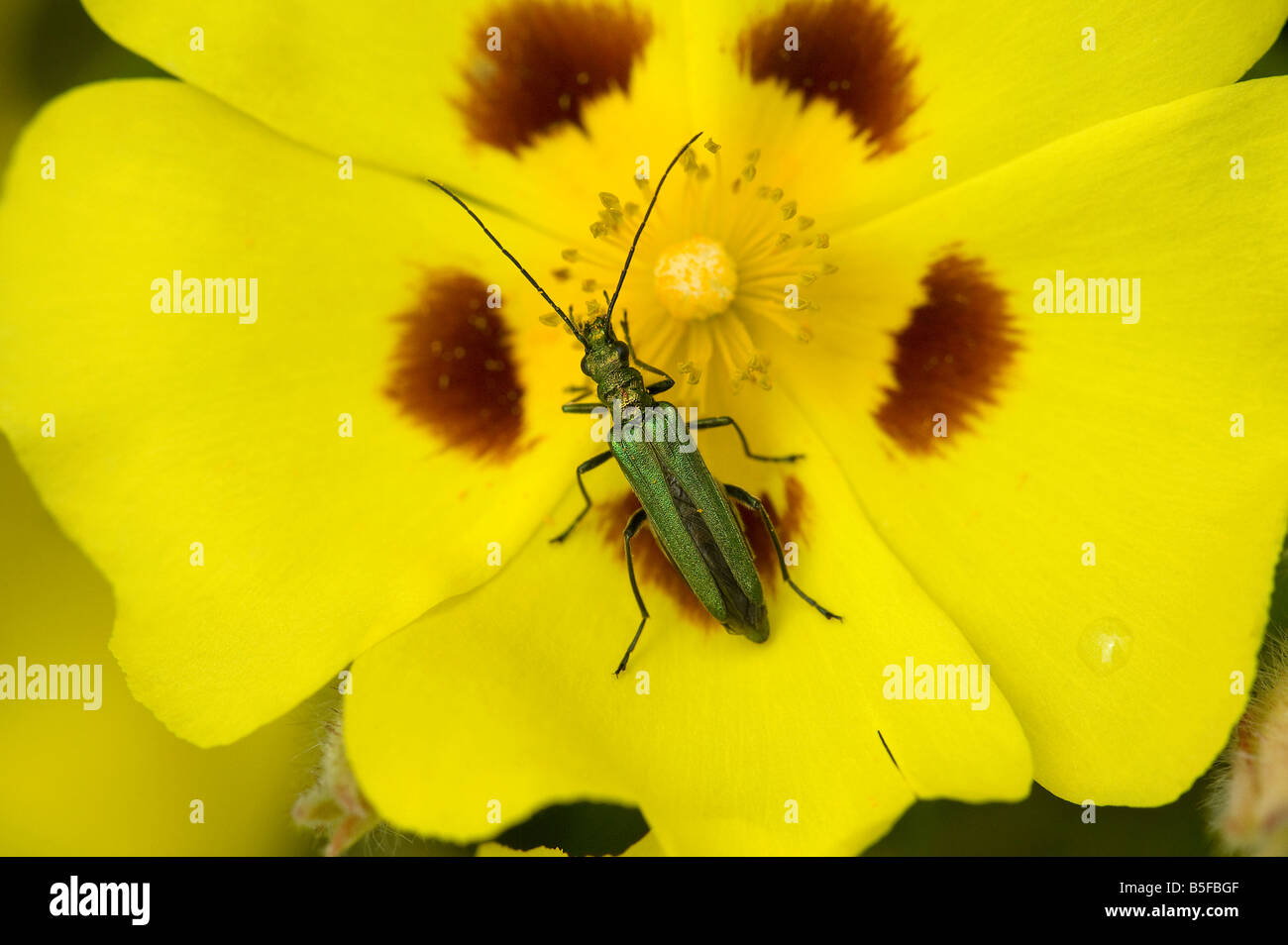 Female thick legged flower beetle Oedemera nobilis feeding on garden flower Stock Photo