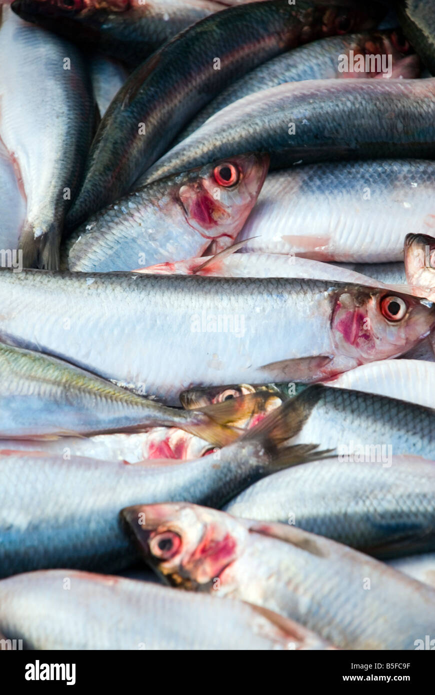 Herring fish hires stock photography and images Alamy