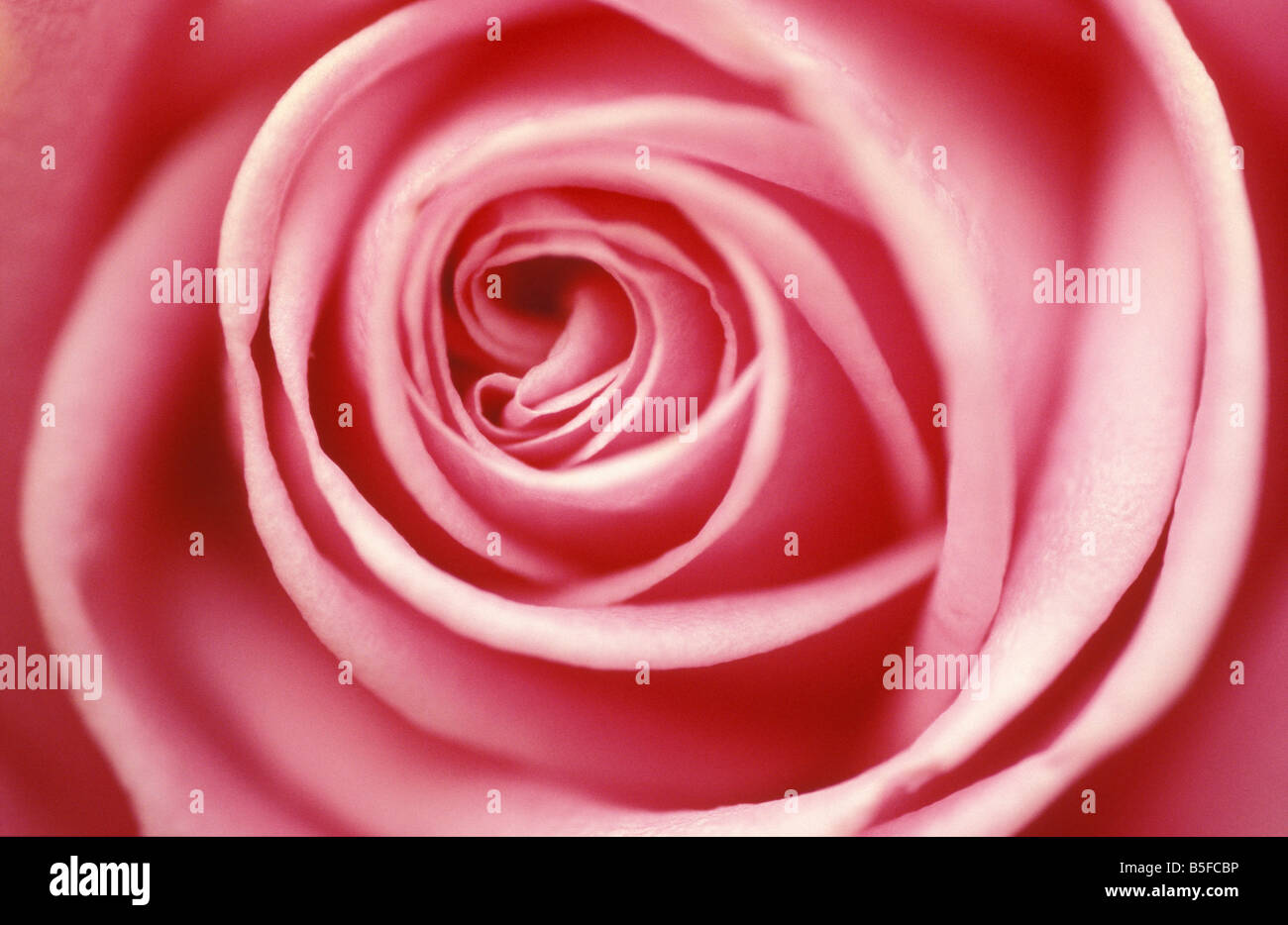 Close up view of a rose hi-res stock photography and images - Alamy