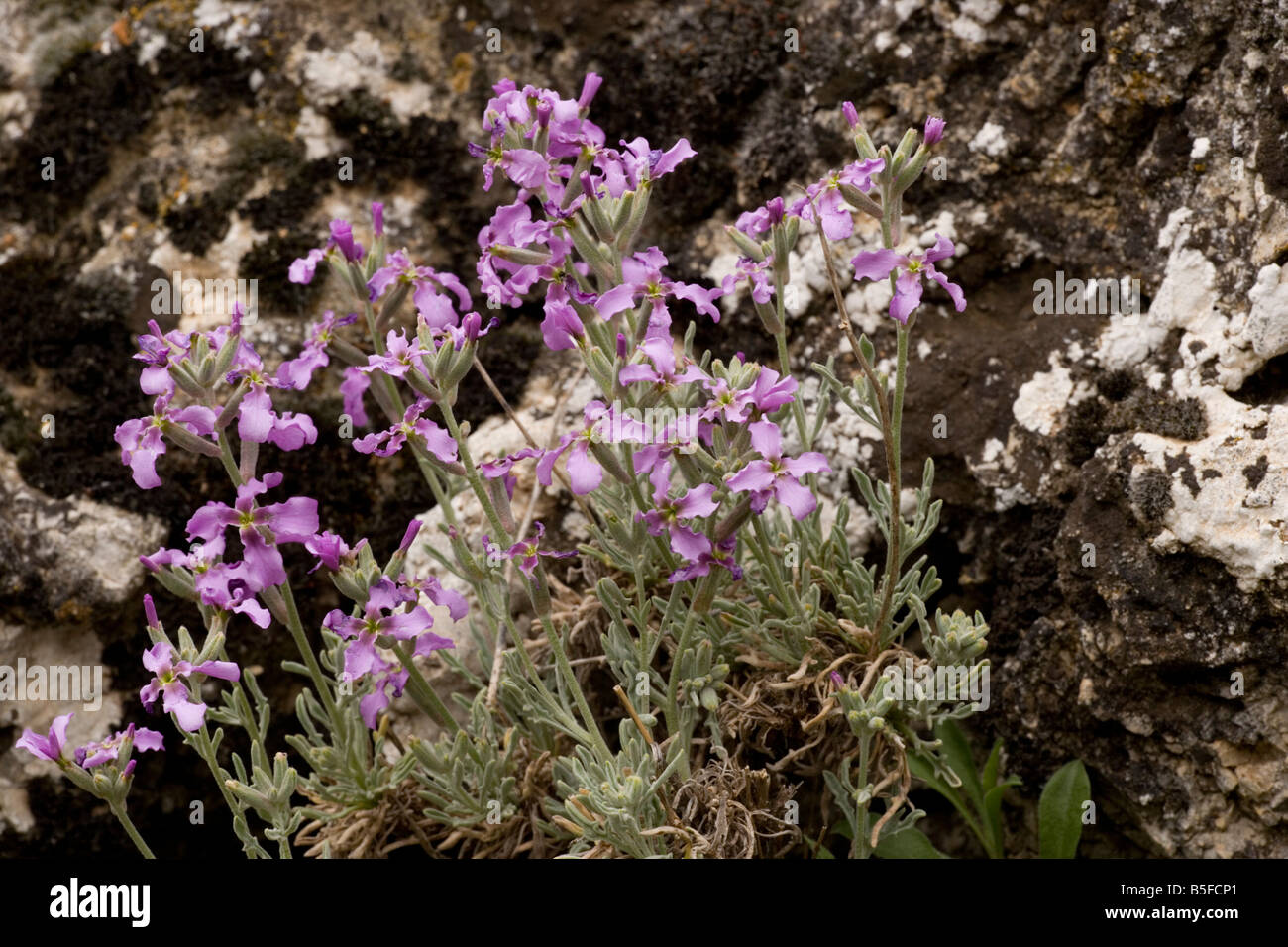 A stock Matthiola fruticulosa in mountains of Sicily Stock Photo