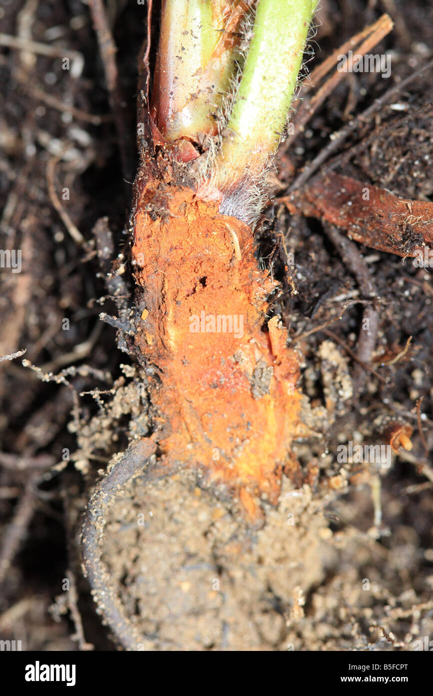 STRAWBERRY CROWN ROT Phytophthora cactorum SECTION THROUGH INFECTED PLANT SHOWING EXTENSIVE ROT Stock Photo