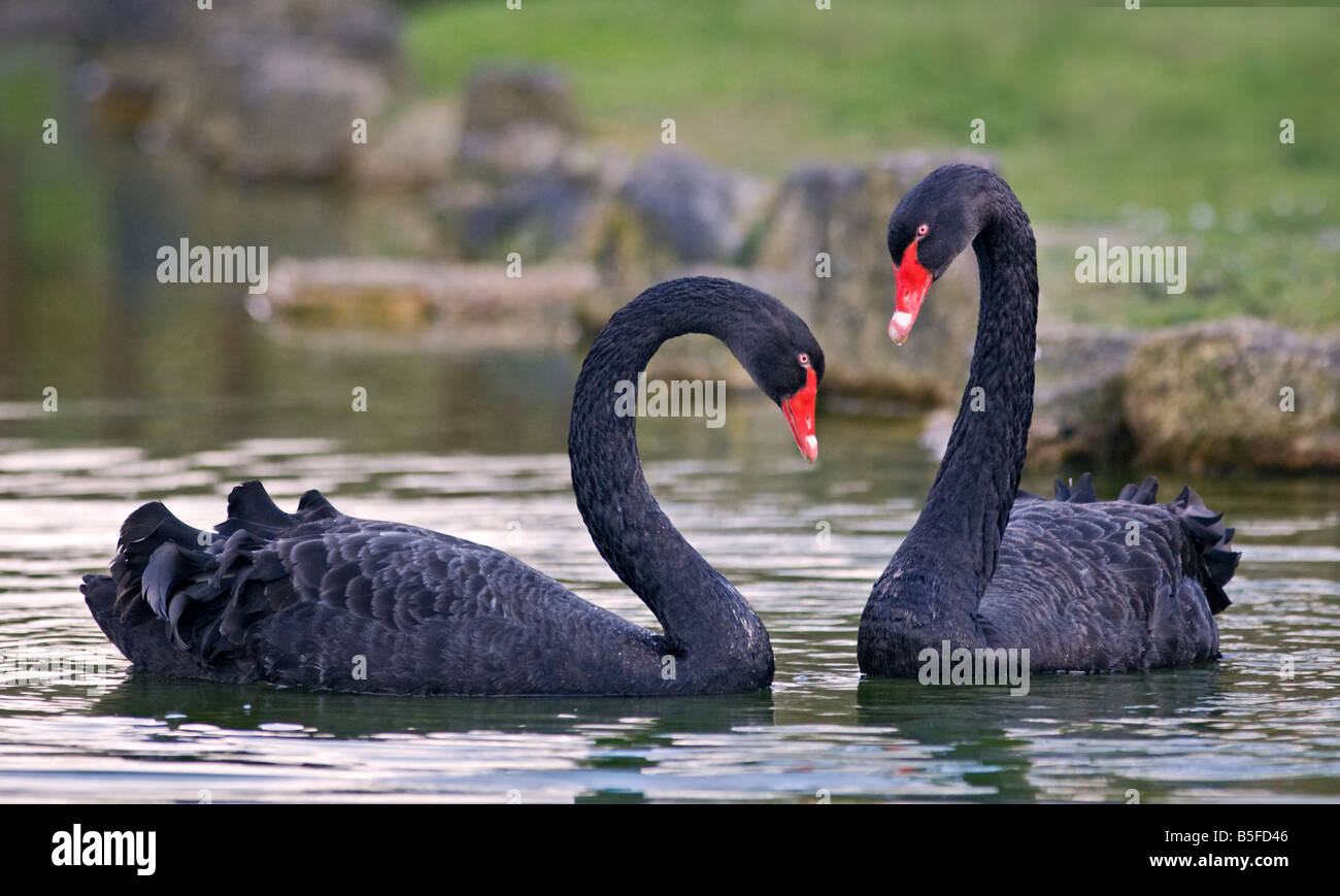 Two Australian Black Swans (Cygnus atratus), UK Stock Photo