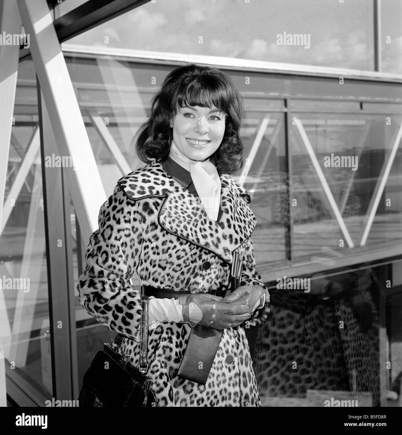 Actress Anne Heywood, arrived at Heathrow Airport today from Geneva. Anne will be presented to the Queen Stock Photo