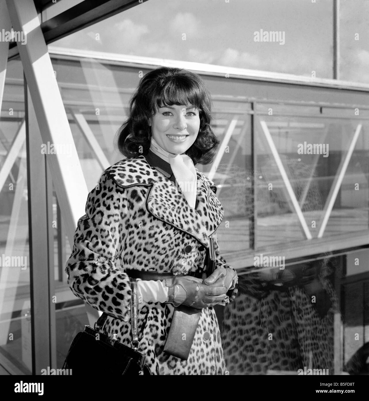 Actress Anne Heywood, arrived at Heathrow Airport today from Geneva. Anne will be presented to the Queen Stock Photo