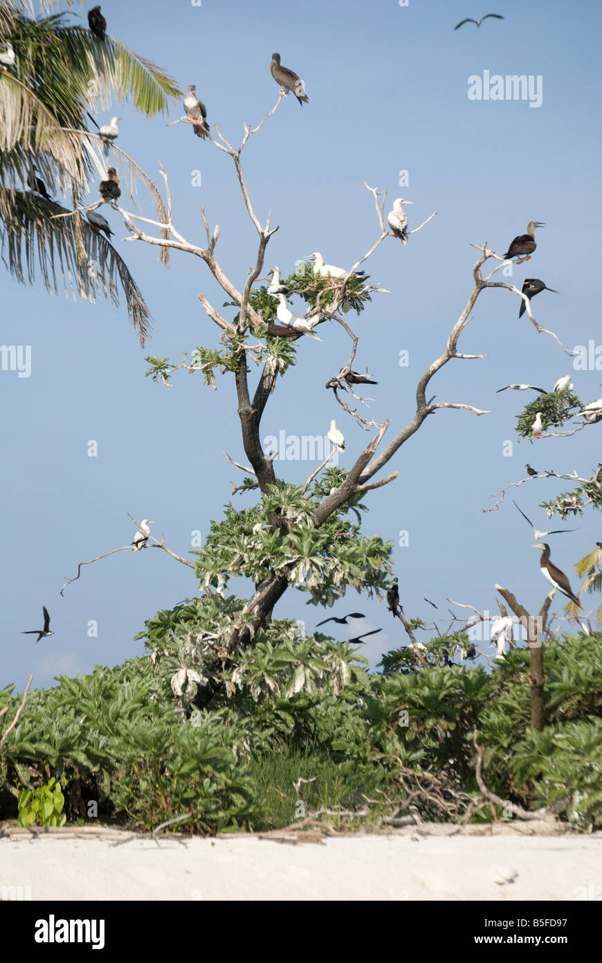 Nesting seabirds on Bird Island, Tubbataha Reefs Natural Park, Sulu Sea