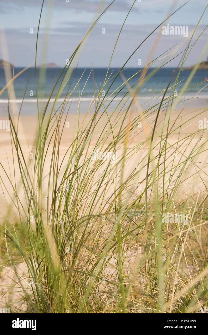 Wild Grass on Area Beach, Viveiro, Galicia, Spain Stock Photo Alamy