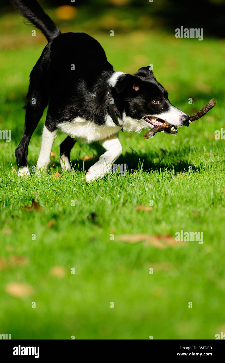 Dog turning with stick Stock Photo Alamy